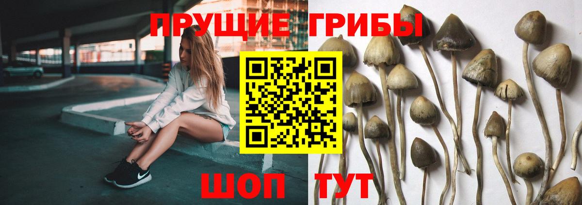 Псилоцибиновые грибы Psilocybine cubensis Верхняя Салда